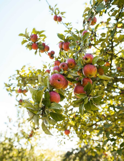Sidro biologico Maison Sassy senza alcol 0,0% Sanzalc, cantina analcolica per adulti disinibiti