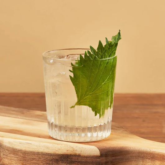 JNPR N°3 Distillati analcolici Sanzalc, cantina analcolica per adulti disinibiti