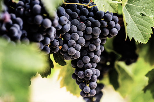 Vino bianco Sauv'Terre senza alcool 0,0% Sanzalc, cantina analcolica per adulti disinibiti